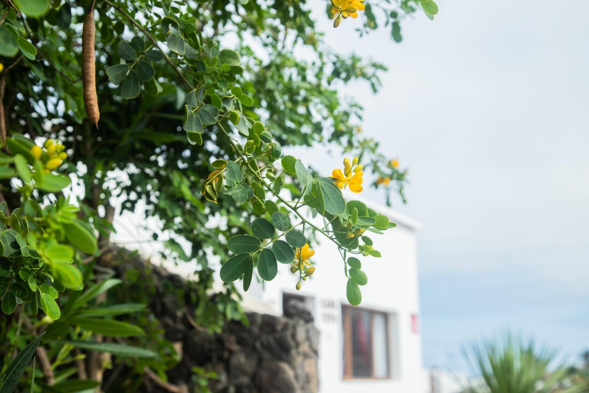Casa Rural Yeyo En El Crater Del Volcan Tinguaton エクステリア 写真